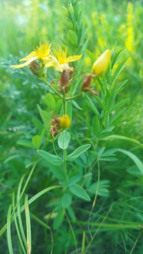 Hypericum attenuatum (Hypericum attenuatum)