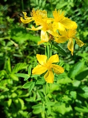 Hypericum attenuatum (Hypericum attenuatum)