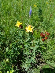 Hypericum attenuatum (Hypericum attenuatum)