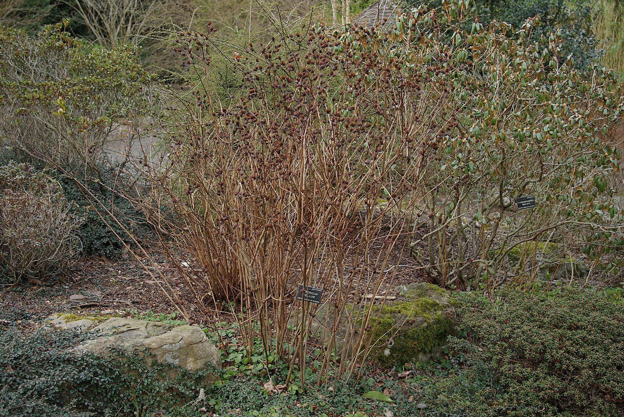 Hypericum bellum: Hypericum bellum