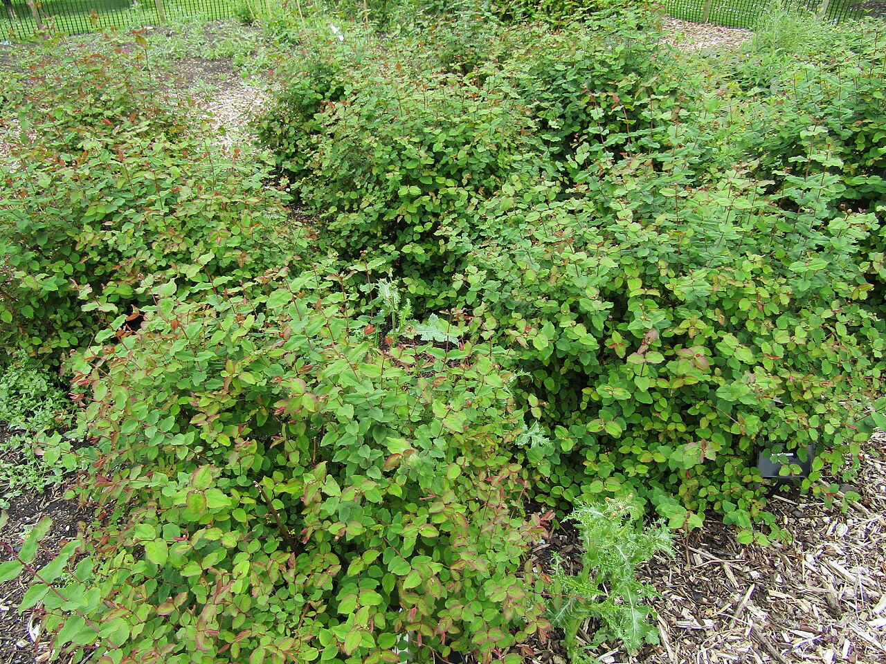 Hypericum bellum: Sir Harold Hillier Gardens near Romsey, Hampshire ... our first visit here, but definitely not the last!