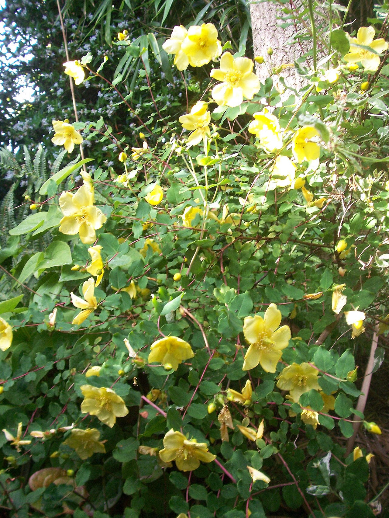 Hypericum bellum: Hypericum bellum