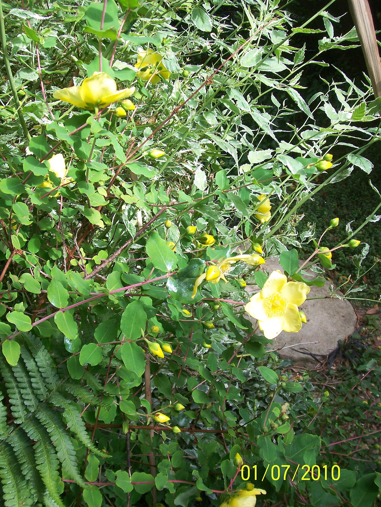 Hypericum bellum: Hypericum bellum