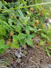 Hypericum bithynicum (Hypericum bithynicum)