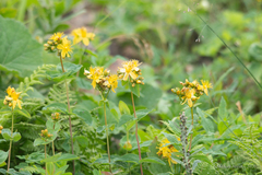 Hypericum bithynicum (Hypericum bithynicum)