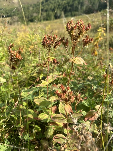 Hypericum bithynicum (Hypericum bithynicum)