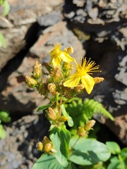 Hypericum bithynicum (Hypericum bithynicum)