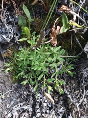 Hypericum brevistylum (Hypericum brevistylum)