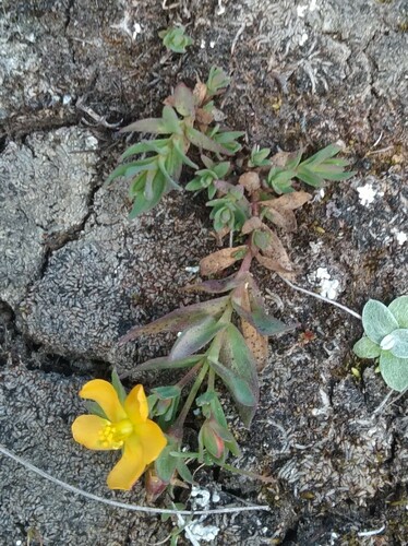 Hypericum brevistylum (Hypericum brevistylum)