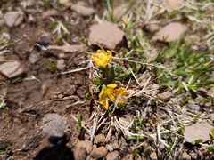 Hypericum brevistylum (Hypericum brevistylum)