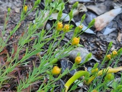 Hypericum caespitosum (Hypericum caespitosum)