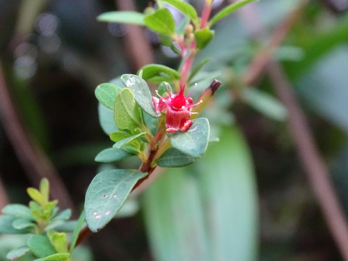 Hypericum calcicola (Hypericum calcicola)