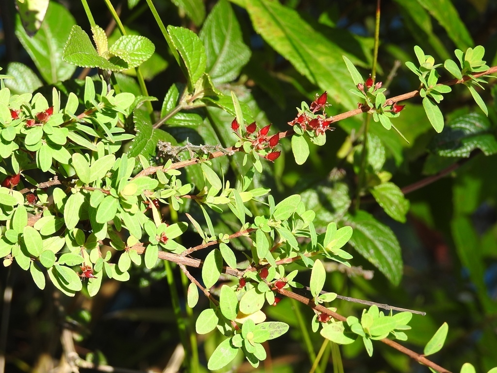Hypericum calcicola (Hypericum calcicola)