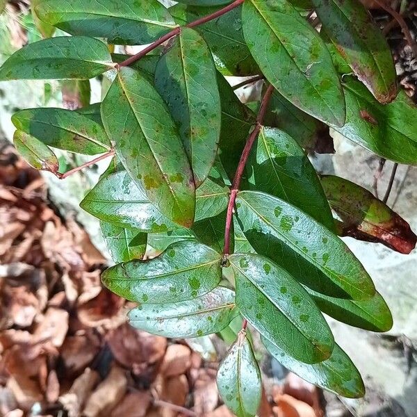 Aaron's beard (Hypericum calycinum)