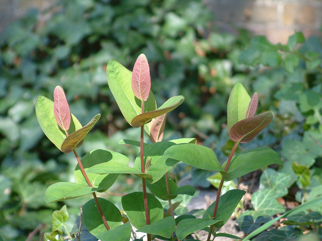 Aaron's beard: Hypericum calycinum