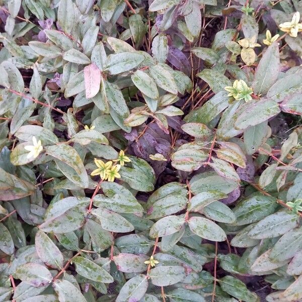 Aaron's beard (Hypericum calycinum)