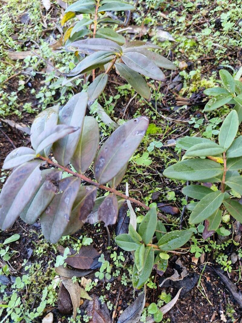 Aaron's beard (Hypericum calycinum)