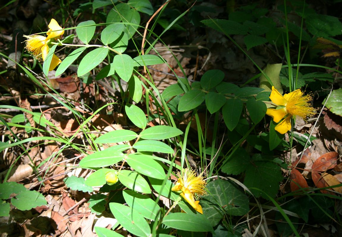 Aaron's beard: Hypericum calycinum , Johanniskrautgewächse (Hypericaceae) - Türkei/Türkiye/Turkey: Istanbul Prov./İstanbul ili, Belgrader Wald/Belgrad Ormanları NNW Istanbul