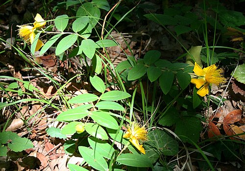 Aaron's beard: Hypericum calycinum , Johanniskrautgewächse (Hypericaceae) - Türkei/Türkiye/Turkey: Istanbul Prov./İstanbul ili, Belgrader Wald/Belgrad Ormanları NNW Istanbul