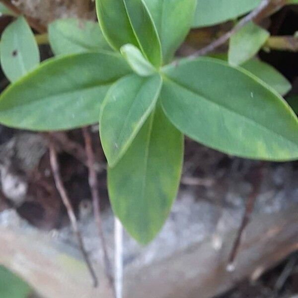 Aaron's beard (Hypericum calycinum)