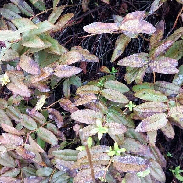 Aaron's beard (Hypericum calycinum)