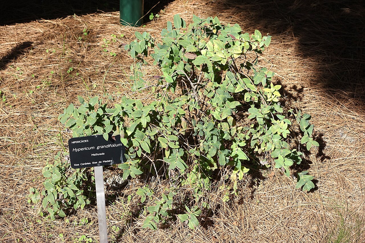 Aaron's beard: Botanical specimen in the Jardín Botánico de Barcelona - Barcelona, Spain.