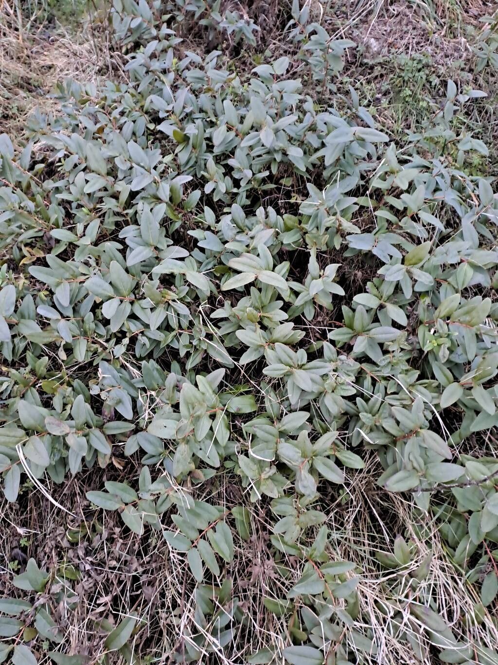 Aaron's beard (Hypericum calycinum)
