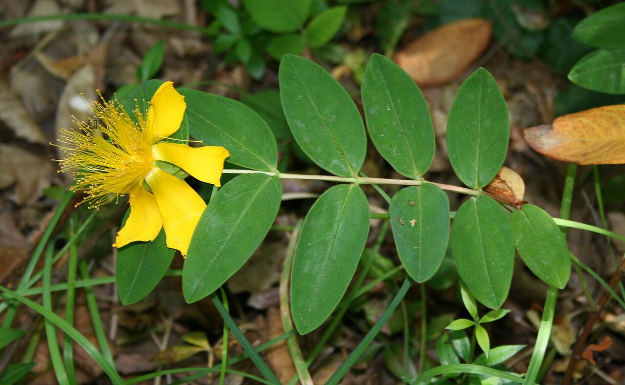 Aaron's beard: Hypericum calycinum , Johanniskrautgewächse (Hypericaceae) - Türkei/Türkiye/Turkey: Istanbul Prov./İstanbul ili, Belgrader Wald/Belgrad Ormanları NNW Istanbul