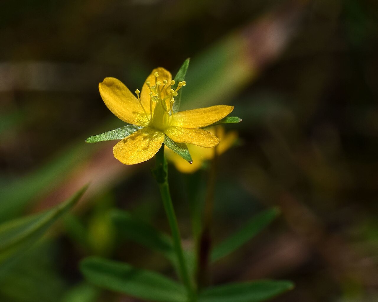 Lesser Canadian St. Johnswort: https://www.inaturalist.org/observations/9551477