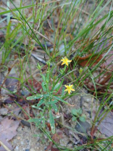 Lesser Canadian St. Johnswort (Hypericum canadense)
