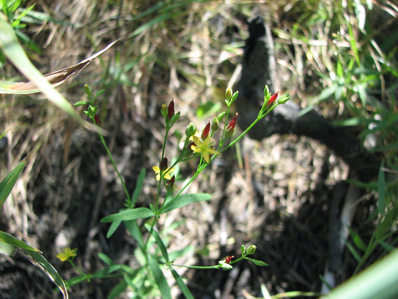 Lesser Canadian St. Johnswort: Hypericum canadense , from the New Jersey Pine Barrens .
