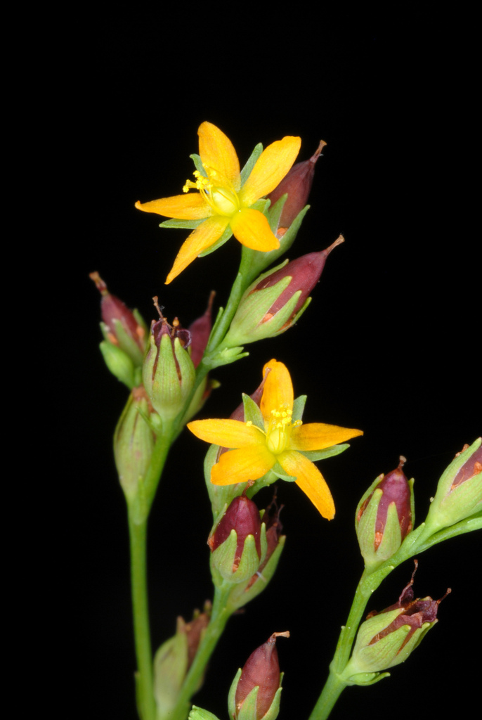 Lesser Canadian St. Johnswort (Hypericum canadense)