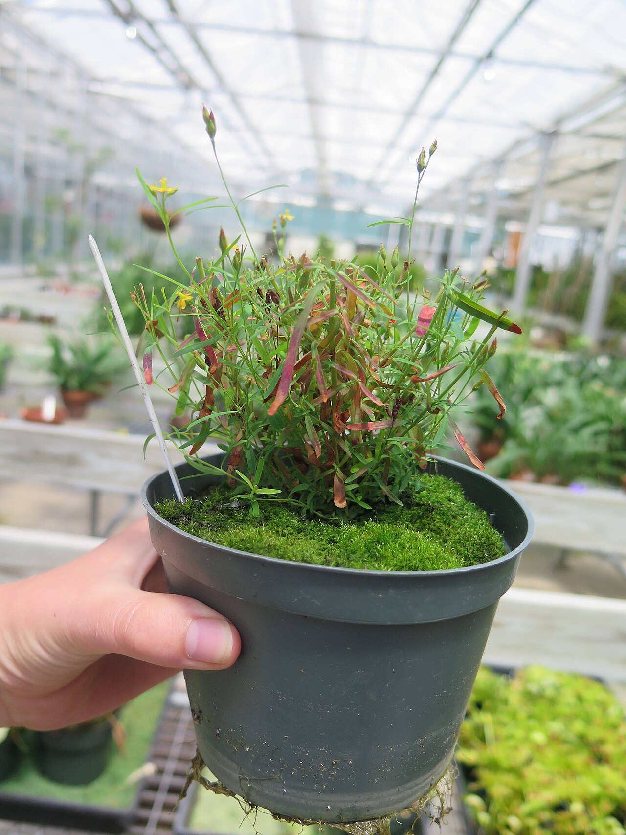 Lesser Canadian St. Johnswort: Hypericum canadense