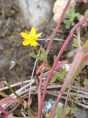 Lesser Canadian St. Johnswort (Hypericum canadense)