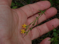 Lesser Canadian St. Johnswort (Hypericum canadense)