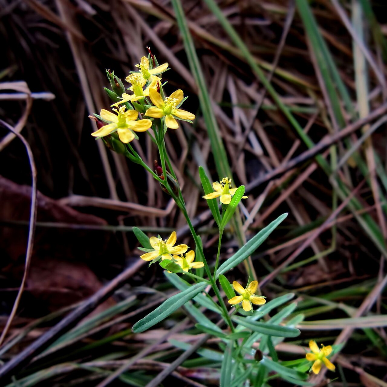 Lesser Canadian St. Johnswort: https://www.inaturalist.org/observations/9551477