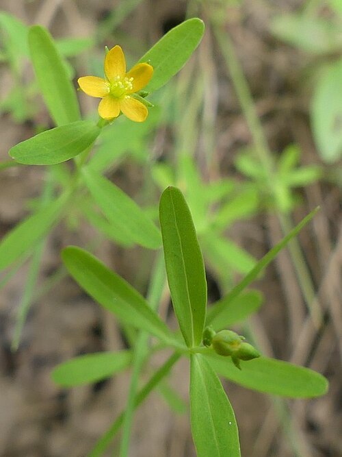 Lesser Canadian St. Johnswort: Hypericum canadense