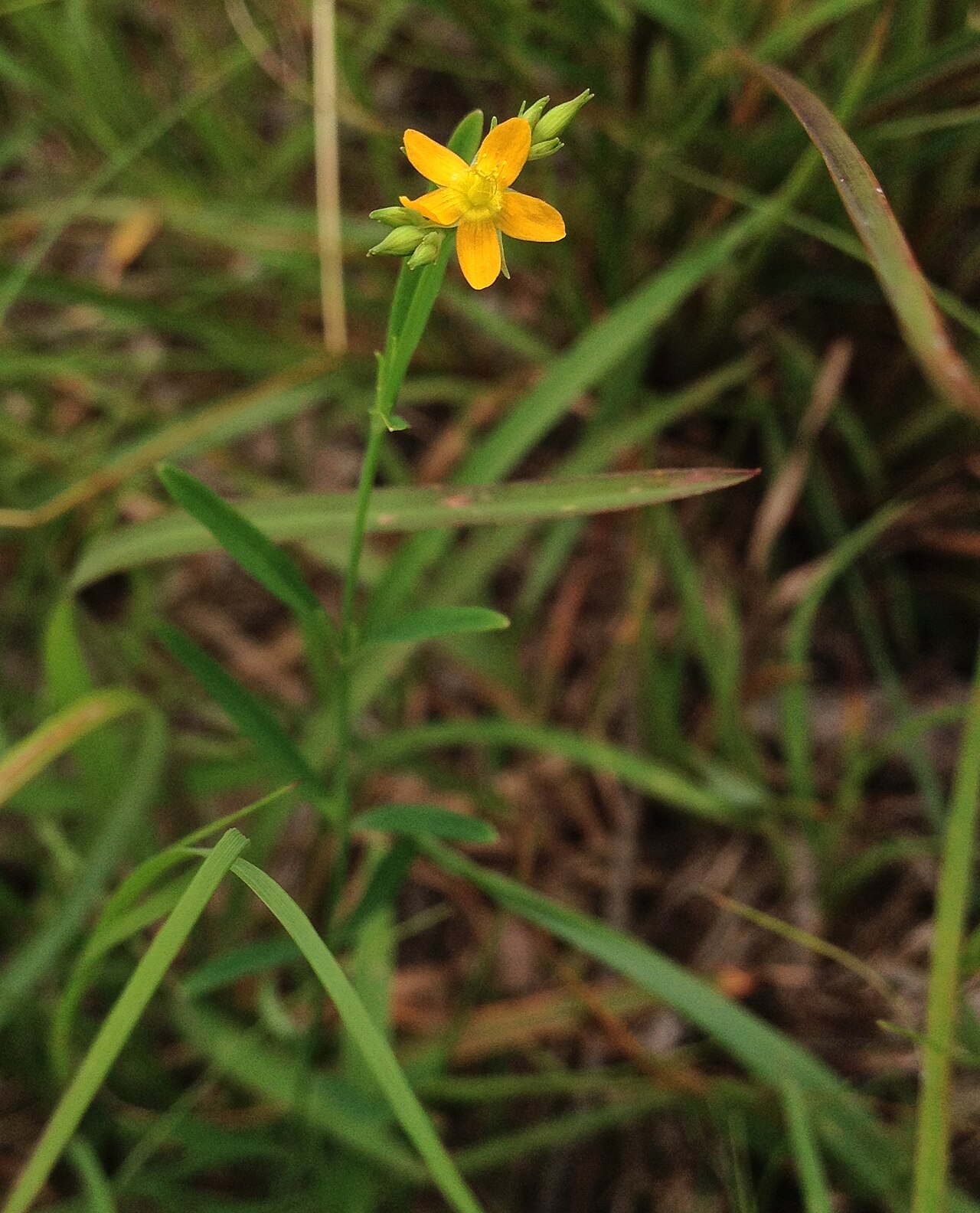 Lesser Canadian St. Johnswort: Hypericum canadense