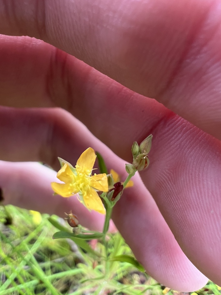 Lesser Canadian St. Johnswort (Hypericum canadense)