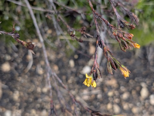 Hypericum decandrum (Hypericum decandrum)