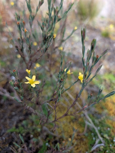 Hypericum decandrum (Hypericum decandrum)
