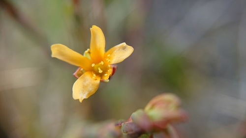 Hypericum decandrum (Hypericum decandrum)