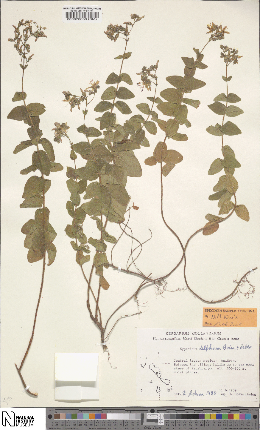 Hypericum delphicum: Specimen of Hypericum delphicum at the National History Museum in London