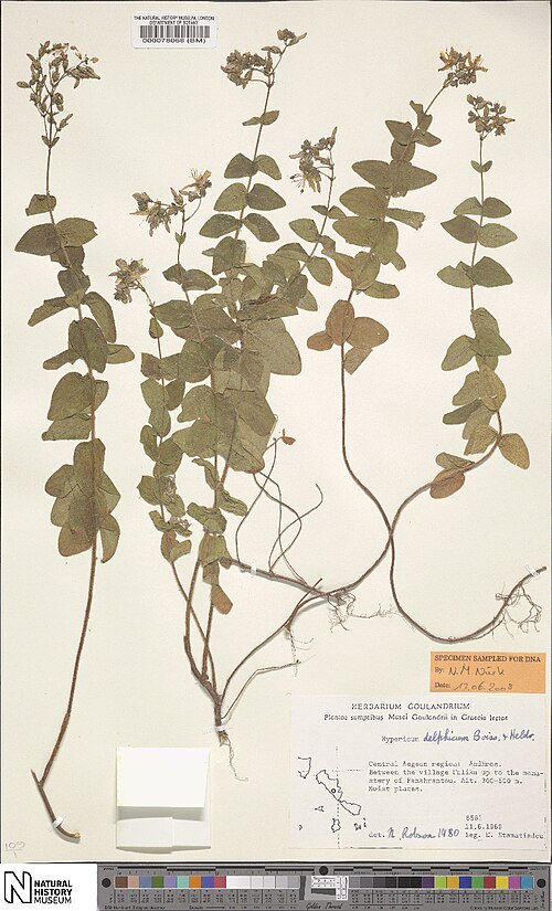 Hypericum delphicum: Specimen of Hypericum delphicum at the National History Museum in London