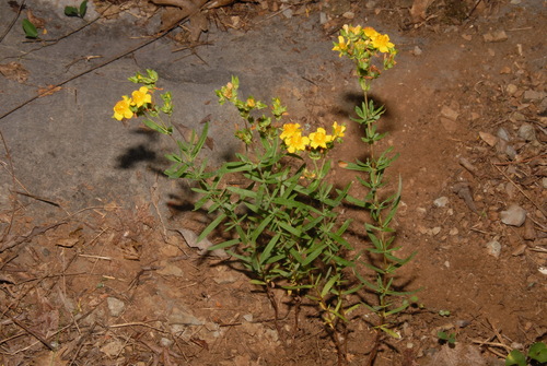 Straggling St. Johnswort (Hypericum dolabriforme)
