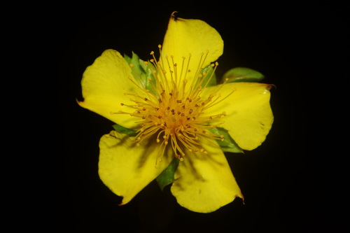 Straggling St. Johnswort (Hypericum dolabriforme)