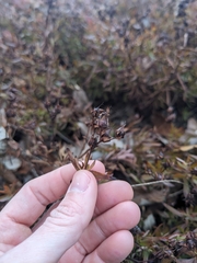 Straggling St. Johnswort (Hypericum dolabriforme)