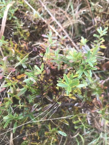 Straggling St. Johnswort (Hypericum dolabriforme)