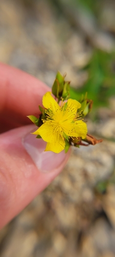 Straggling St. Johnswort (Hypericum dolabriforme)