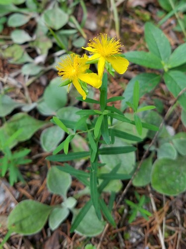 Straggling St. Johnswort (Hypericum dolabriforme)